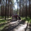 Las stalowowolski 
